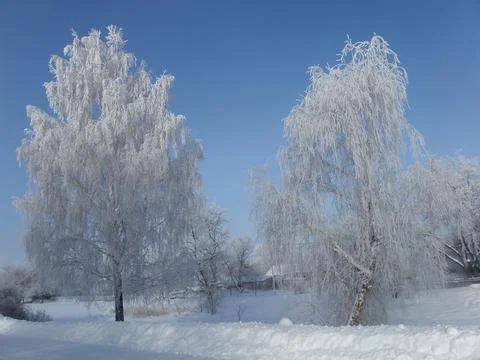 Cold elegance Snow-covered birch trees on a sunny day 写真素材
