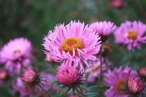 Cold flowers Stock Photos