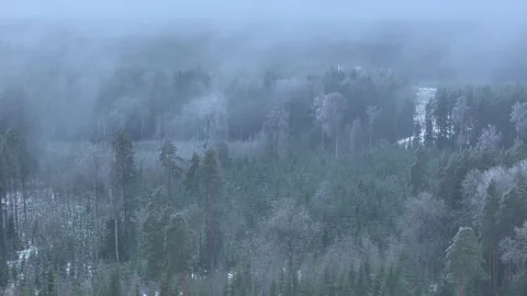 Cold fog over the forest on a winter's day Stock Footage 322534697