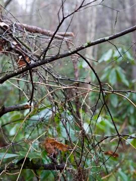 Cold Forest Branches Stock Photos