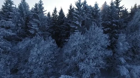 Cold Forest Stock Footage 66298112