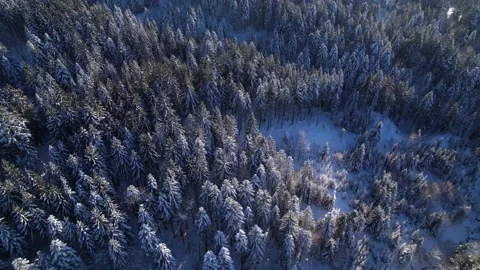 Cold freezing winter forest, remote aerial shot over evergreen firs trees Stock Footage 168800275
