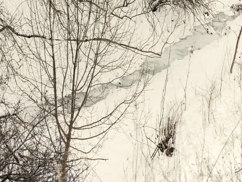 Cold Frozen Lake through the Trees 库存影片 73546351
