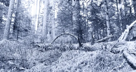 Cold frozen snowy forest during snowfall Vidéo 100602063