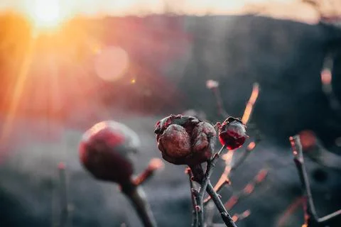 Cold fruits at sunset Stock Photos