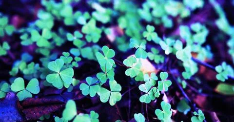 Cold green grass background. Four leaf clover symbol of St. Patrick's Day. Stock Photos