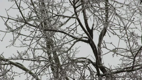 Cold gust of wind blowing through frozen tree branches Stock Footage 148594502