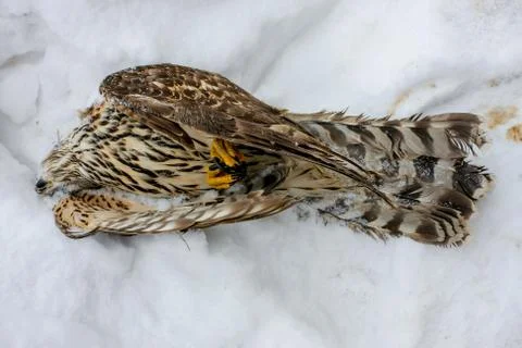 Cold hawk Stock Photos