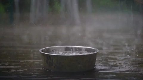 Cold Heavy Rain dropping into dog water bowl in Slow Motion Stock Footage 109408454