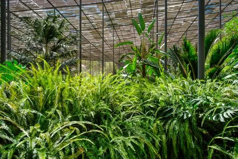 The cold house Estufa Fria is a greenhouse with gardens, ponds, plants and trees Stock Photos