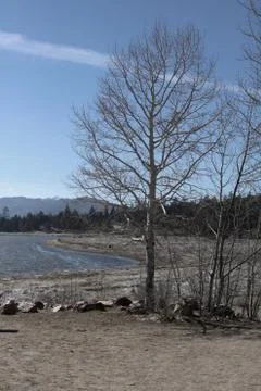 Cold Lake Tree Фото