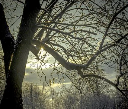 The cold light of the winter sun breaks through the clouds and branches of th Stock Photos
