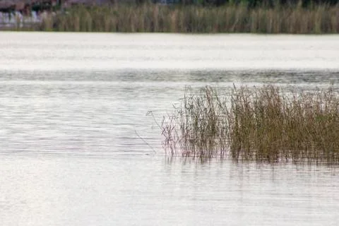 Cold looking lake with grass Stock Photos