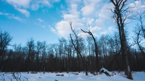 Cold looking winter scene in mostly blue color in this forest time lapse. Stock Footage 165942695