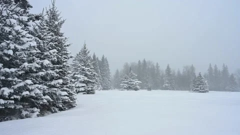 Cold looking winter scene of snow-covered spruce trees in an open field  Stock Footage 223436738