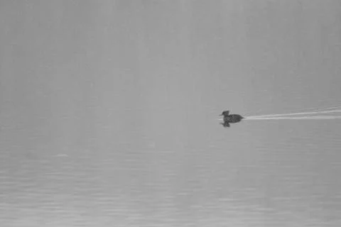 Cold Merganser 스톡 사진