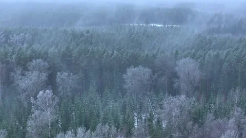 A cold mist moves over the forest on a winter morning Stock Footage 322531327