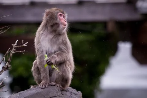 Cold monkey Stock Photos