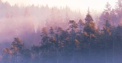 Cold morning in the forest. The pine forest in the valley in the foggy mornin Stock Photos