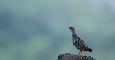 Cold morning Painted Francolin calling atop high boulder with exhaled vapor Stock Footage 346893067