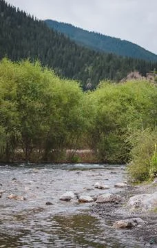 A cold mountain river among the trees summer Stock Photos