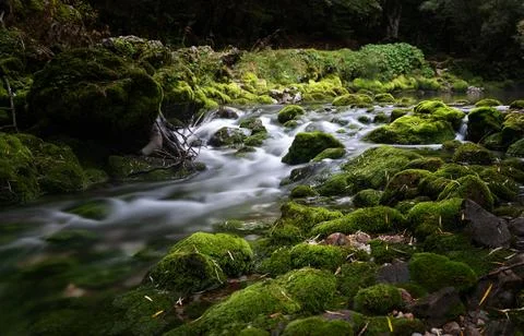 A cold mountain river flowing through a mystical green gorge Stock Photos