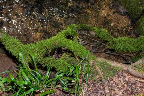 Cold mountain rivers Stock Photos