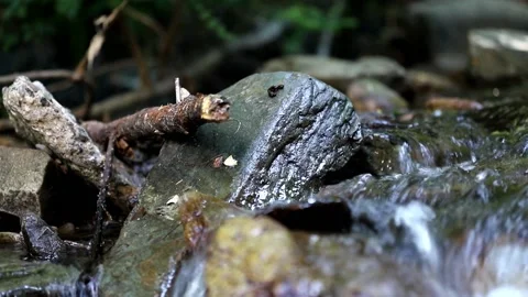 A cold mountain stream flows Video stock 158614238
