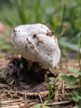 Cold Mushroom Stock Photos