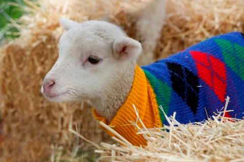 In from the Cold Foto stock