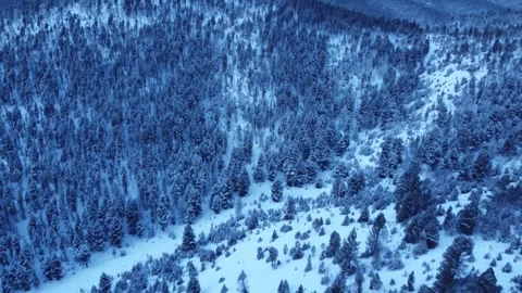 Cold pine forested mountains in blue light 스톡 동영상 310569729