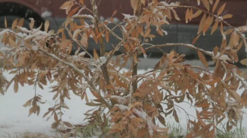 Cold Plant Dances in the Snow Fall Stock Footage 767880