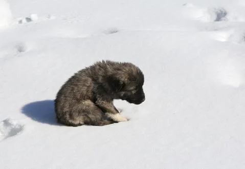 Cold puppy 库存照片