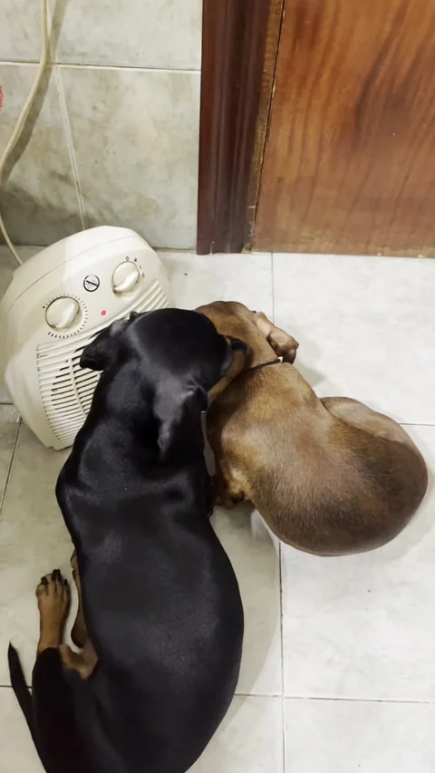 Cold Pups Push For Prime Warm Spot, Spain - 15 Dec 2025 Stock Footage 324761590