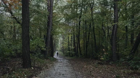 Cold rainy day in dark forest with a single hiker Stock Footage 269121347