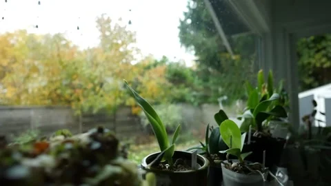 Cold rainy day with trees in the backdrop moving. Stock-Footage 255105691