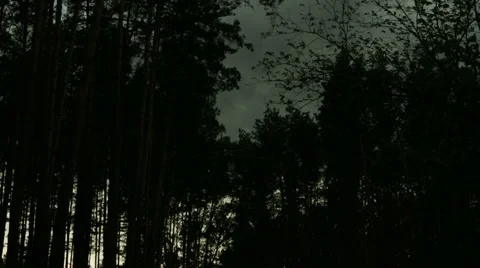 Cold rainy weather, gusty wind in the forest Stock Footage 63592252