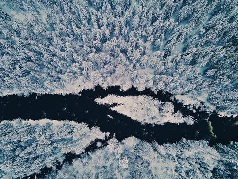 Cold river flowing through a dense snow covered pine forest. 스톡 사진