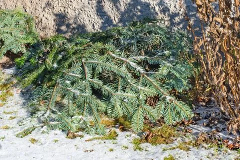 Cold sensitive plants in the winter garden covered with branches as an frost  Stock Photos