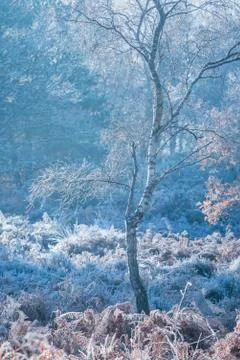 Cold Silver Birch tree Stock Photos
