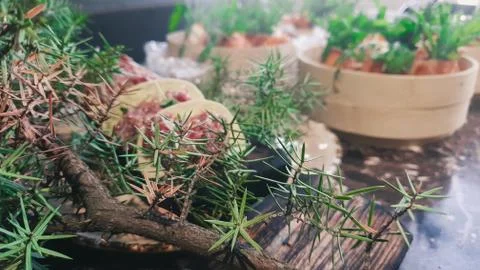 Cold snacks 库存照片