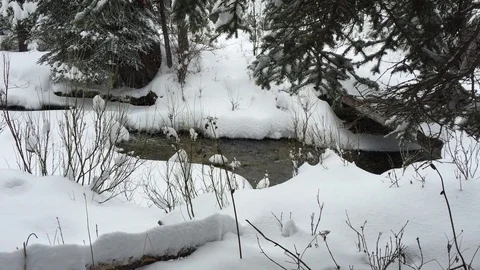 Cold snowy forest winter stream in Jackson Hole, Wyoming Stock Footage 75944292
