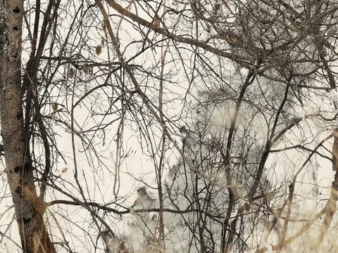 Cold Snowy Trees Stock Footage 73546989