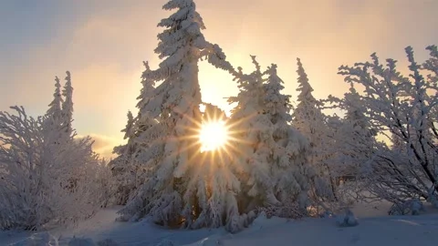 Cold snowy Winter forest trees with sun star in frozen nature morning landscape Video stock 143083745