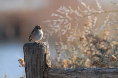 Cold Sparrow Stock Photos