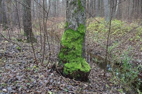 In the cold spring forest, the tree trunk is covered with green moss Foto stock