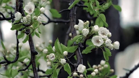 Cold Spring Wet Snow Falling On The Pear Tree Bloom Video stock 74734647