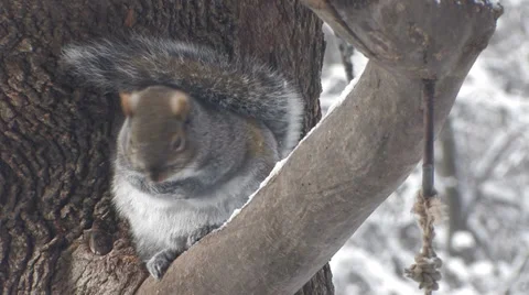 Cold Squirrel 1 Stock Footage 33581280