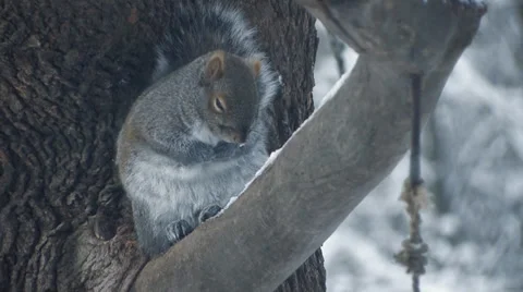 Cold Squirrel 2 Stock Footage 33581029