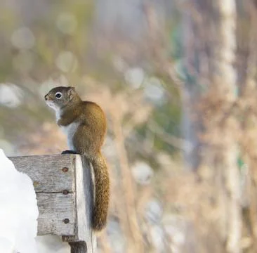 Cold squirrel. Stock Photos
